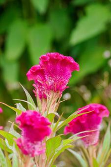 ケイトウ⑷ ケイトウ⑷ 花,ケイトウ,植物の写真素材