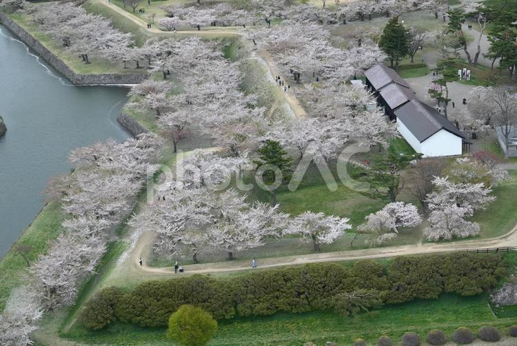 函館　五稜郭　桜 函館,五稜郭,五稜郭タワーの写真素材