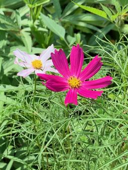 コスモス ピンク2輪 コスモス ピンク2輪 コスモス,ピンク,2輪の写真素材