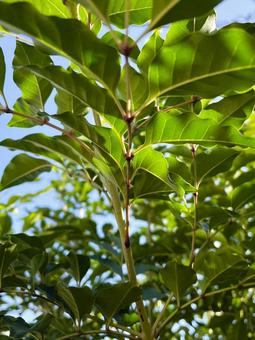 シマトネリコの生長と晴れの日の青空７２ シマトネリコ,トネリコ,緑の写真素材