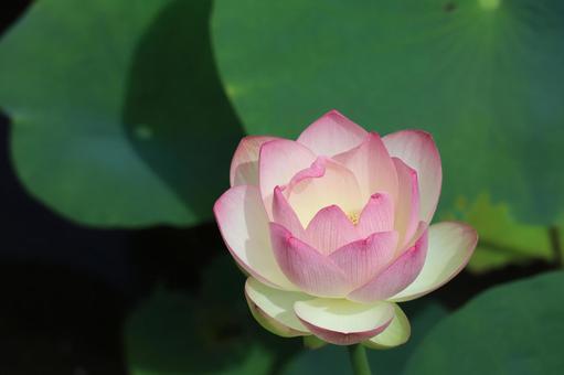 緑の葉をバックにピンクの花びらの蓮の花 緑の葉をバックにピンクの花びらの蓮の花の写真