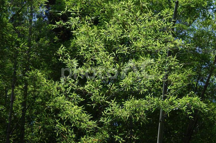 笹の葉と竹林 タケ,たけ,青竹の写真素材