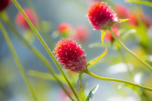 花 花の写真