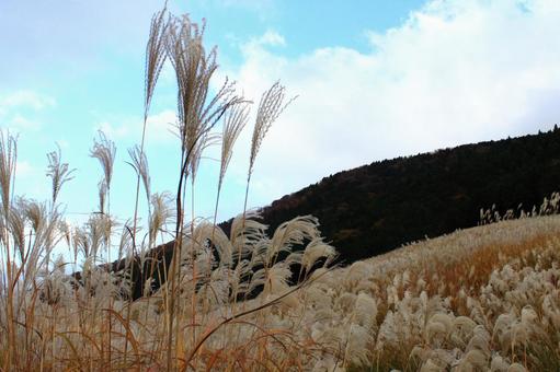 すすき すすき,草原,秋の写真素材
