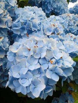 Photo, hydrangea, rainy season, rain, 