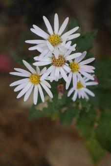 草むらの秋の写真