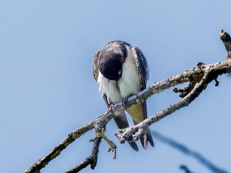 枝にとまるツバメ 枝にとまるツバメ ツバメ,燕,野鳥の写真素材