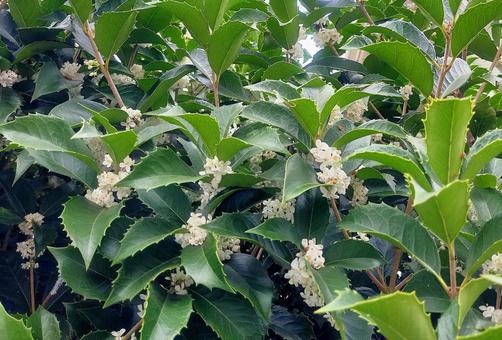 ヒイラギモクセイ　白い花　垣根 ヒイラギモクセイ,剣葉,鋸歯の写真素材