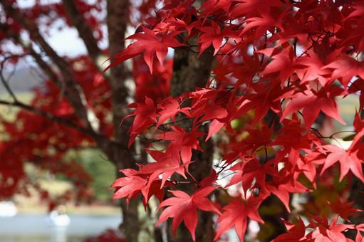 長野県の蓼科湖畔のきれいな葉の紅葉の風景 長野県,湖,湖畔の写真素材