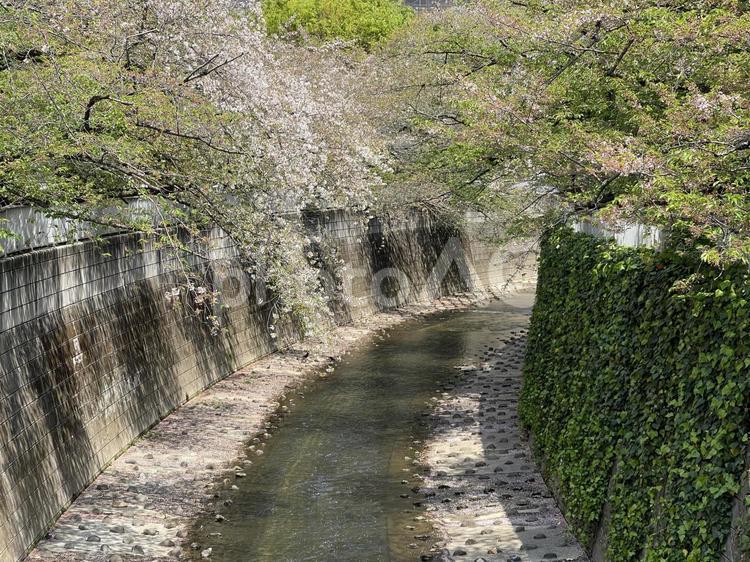 神田川4月：葉桜と水面 2025 葉桜,花,緑樹の写真素材