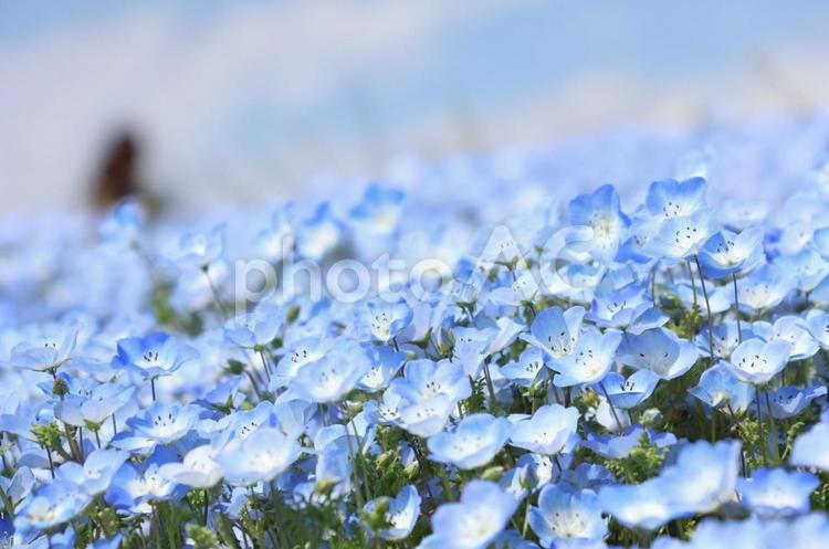 青の絨毯 ネモフィラ,青,絨毯の写真素材