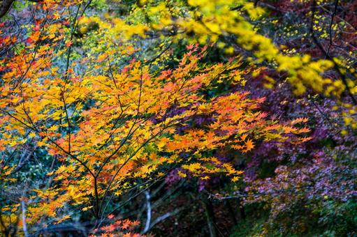 京都晩秋・北野天満宮_10 京都晩秋・北野天満宮_10の写真