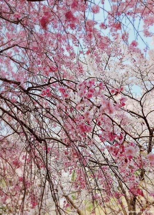 濃いピンクが艶やかな八重枝垂れ桜 枝,桜,サクラの写真素材