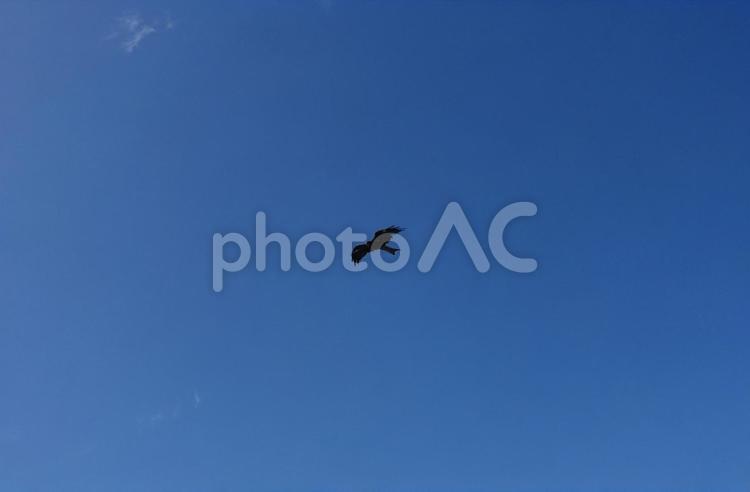 青空にトンビ 空,青空,快晴の写真素材