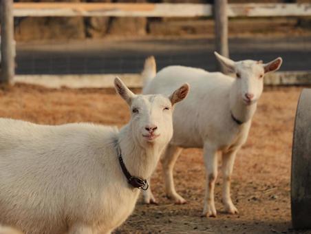 ヤギ やぎ,動物,欧米の写真素材