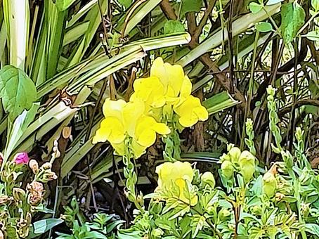 黄色いお花 黄色いお花の写真