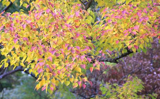 ナンキンハゼの紅葉 紅葉,ナンキンハゼ,秋の写真素材