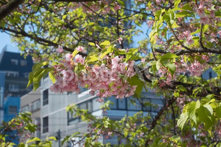新緑と葉桜の季節　桜の花 桜,さくら,サクラの写真素材