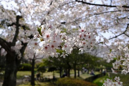 桜 桜の写真