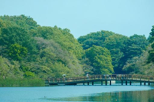 ［東京都武蔵野市］井の頭恩賜公園｜夏 井の頭恩賜公園,井の頭公園,七井橋の写真素材