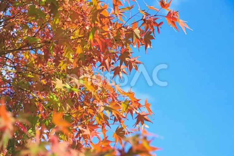 紅葉と秋の青空　日本の秋 紅葉,もみじ,モミジの写真素材