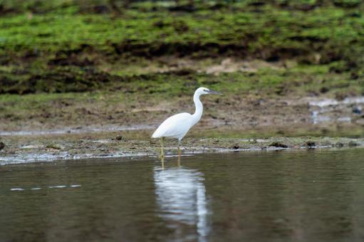 Photo, a heron, kurosagi, leucoplastic, 