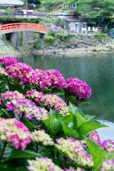 形原温泉アジサイの里 満開のアジサイ 形原温泉アジサイの里 満開のアジサイ 紫陽花,アジサイ,形原温泉の写真素材