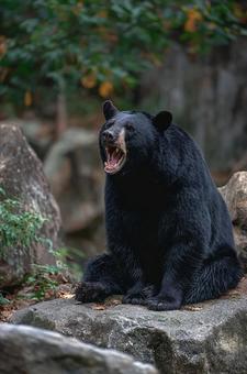 岩の上で威嚇するクロクマ 岩の上で威嚇するクロクマの写真