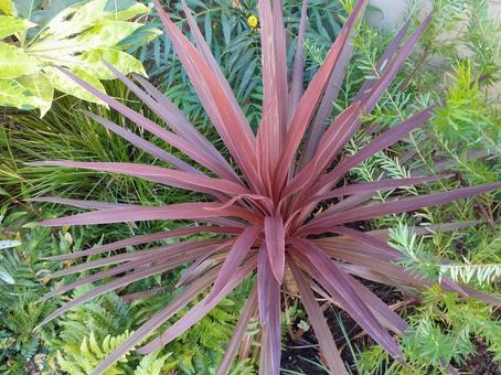 葉 葉,葉っぱ,緑の写真素材