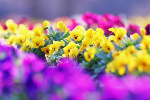 カラフルなビオラの花 花,ビオラ,植物の写真素材