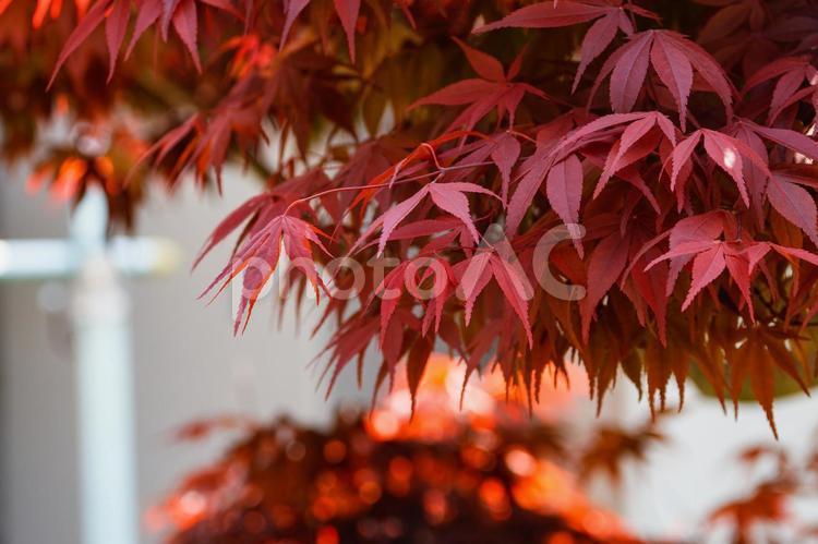 4月のモミジ葉 もみじ,モミジ,紅葉の写真素材