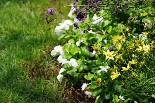 夏の庭を彩る美しい花々の写真