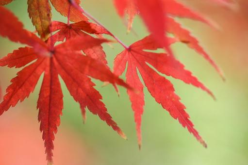 秋の気配・色づく紅葉 秋の気配・色づく紅葉 紅葉,秋,モミジの写真素材
