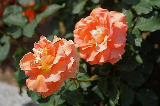 荒牧バラ園481　オレンジスプラッシュの写真