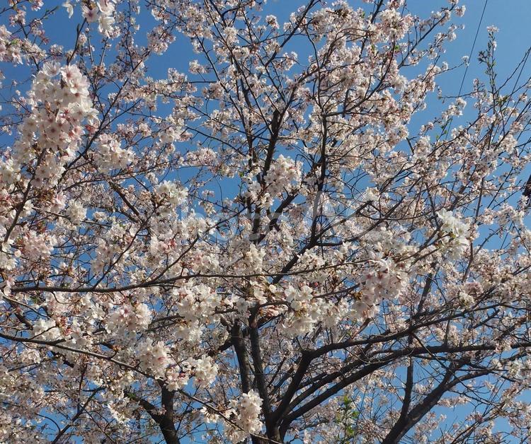 足立区の東の方で撮影した桜27 桜,足立区,春の写真素材