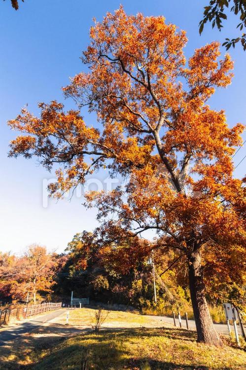 色鮮やかな秋の風景 秋,紅葉,赤の写真素材