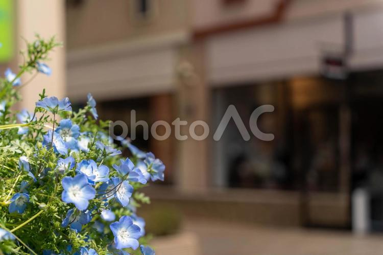 青いネモフィラの花が咲く通り ネモフィラ,町並,街並みの写真素材
