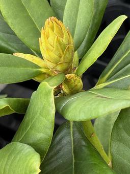 シャクナゲ蕾 シャクナゲ,蕾,花の写真素材