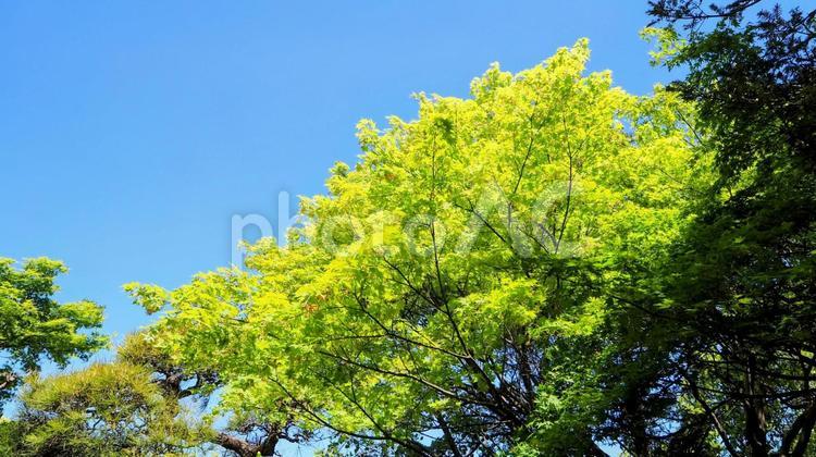 初夏の行船公園・新緑の木＆青空・江戸川区 初夏,新緑,行船公園の写真素材
