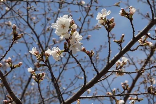 桜の花2 桜の花2の写真