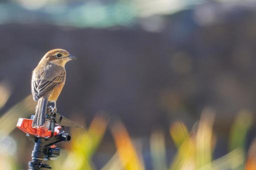 スプリンクラーにとまるモズ・百舌鳥 スプリンクラーにとまるモズ・百舌鳥の写真