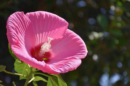 Photo, titan biscus, hibiscus, flower, 