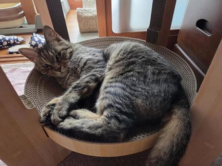 Animals Pets Cats Cats Brown Cats, JPG