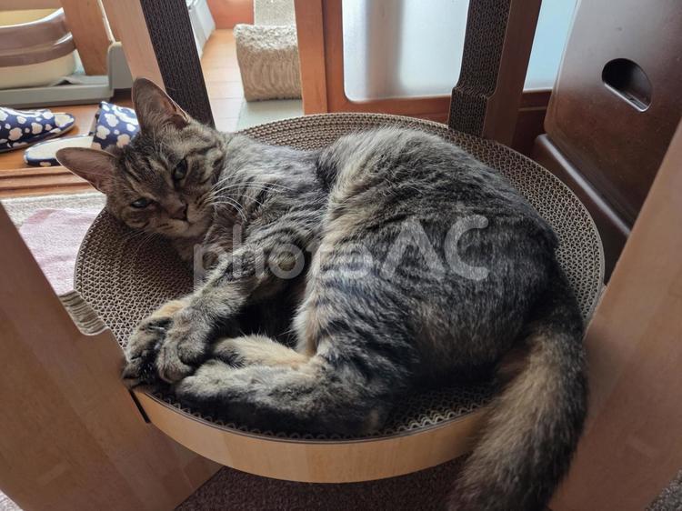 動物　ペット　ネコ　猫　キジトラ猫 ねこ,ペット,お昼寝の写真素材