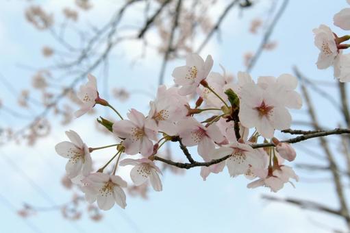 桜 桜の写真