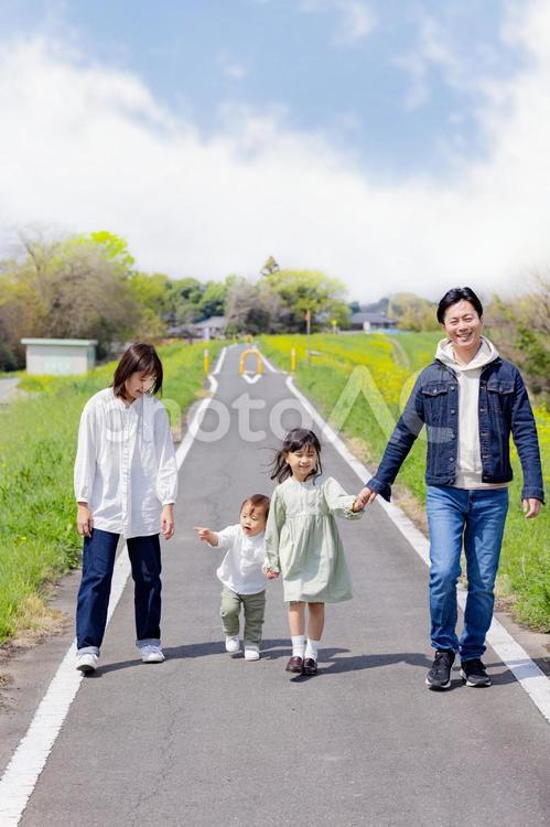 菜の花畑のある土手を歩く家族 人物,男性,女性の写真素材