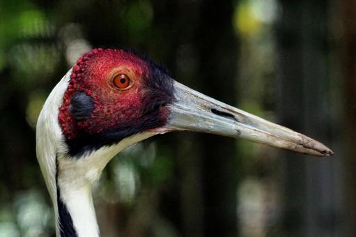 マナズルの横顔 鶴,マナヅル,動物園の写真素材