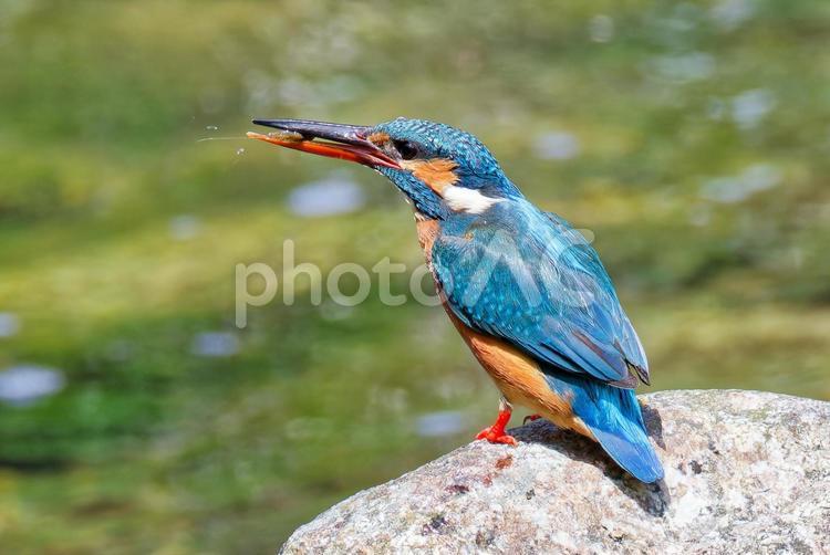 エビを食べるカワセミの雌 カワセミ,川蝉,翡翠の写真素材