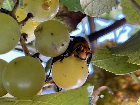 ブドウを食べるスズメバチ ブドウを食べるスズメバチの写真