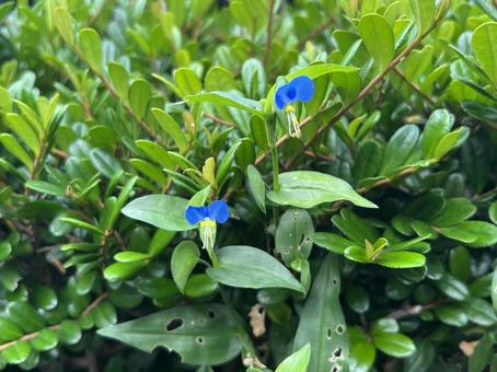 道端を彩る草花 道端を彩る草花 花,露草,青いの写真素材